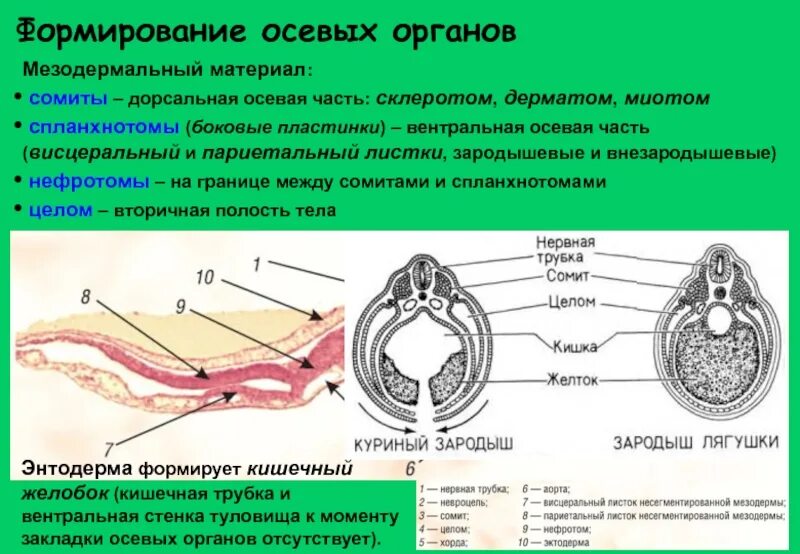 Формирование мезодермы стадия