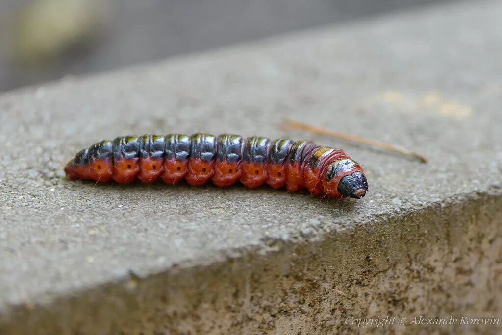 Red caterpillar гусеница. Древоточец гусеница ядовитая. Большая красная гусеница. Большая красная гусеница. Древоточец пахучий гусеница.