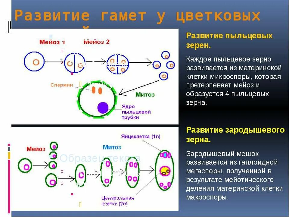 Мейоз в жизненном цикле организмов