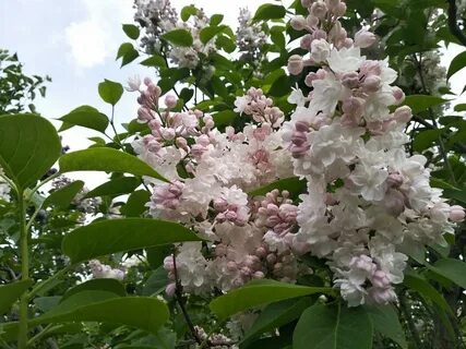 Пышное цветение сирени
