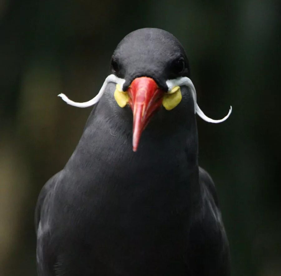 Птица с усами. Усатая птица. Крачка-инка (крачка инков). Крачка инка. Горлица с красным клювом.