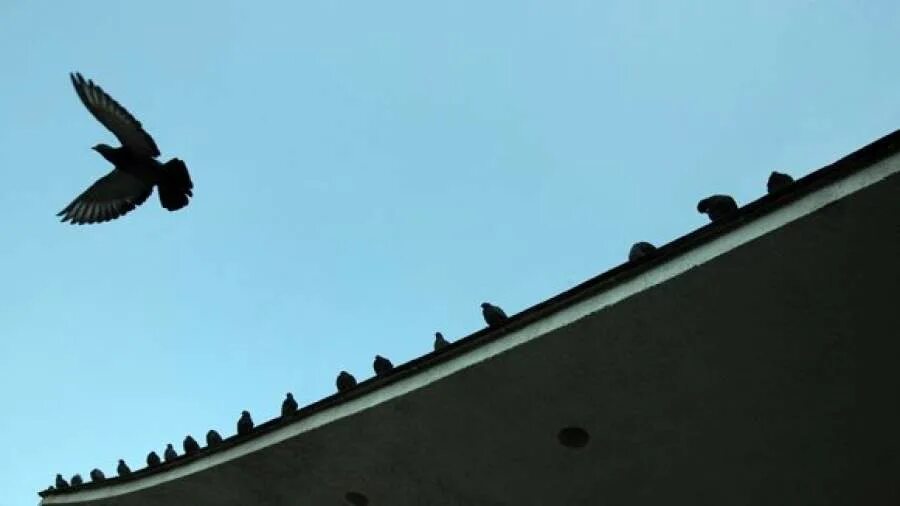 Орнитологи внуково. Разгоняют птиц. Дети гоняют голубей. Разгоняют птиц. Отпугиватель птиц коршун.