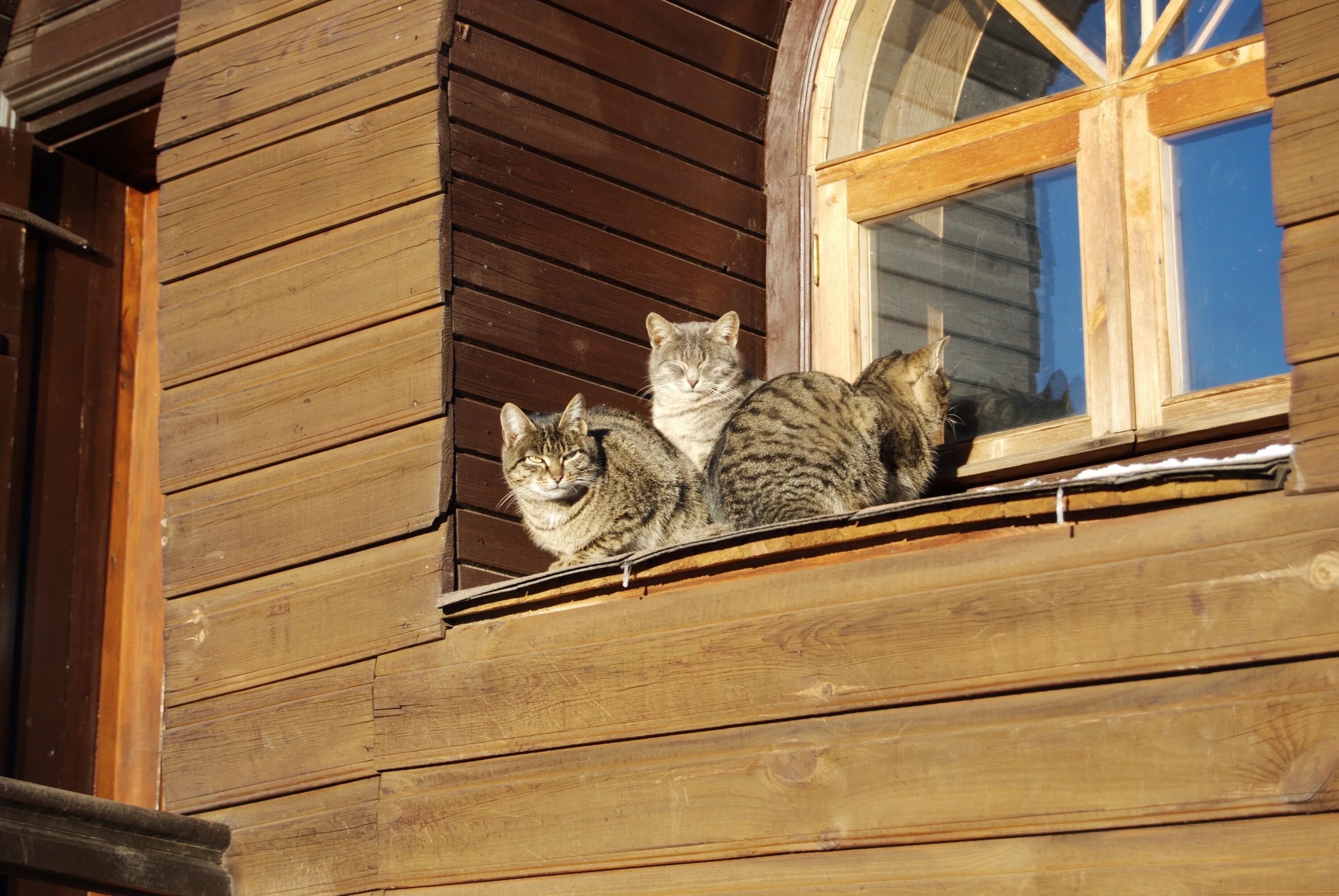 Кошка в деревне. Домик для кошек. Деревенский кот. Кажется что дома кот