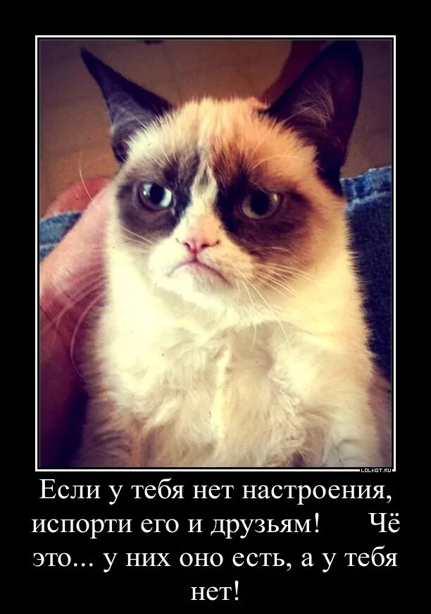 У него нет настроения. Ненавижу все что движется. плохое настроение- испорть его другому. ты испортил мне настроение. когда нет настроения картинки.