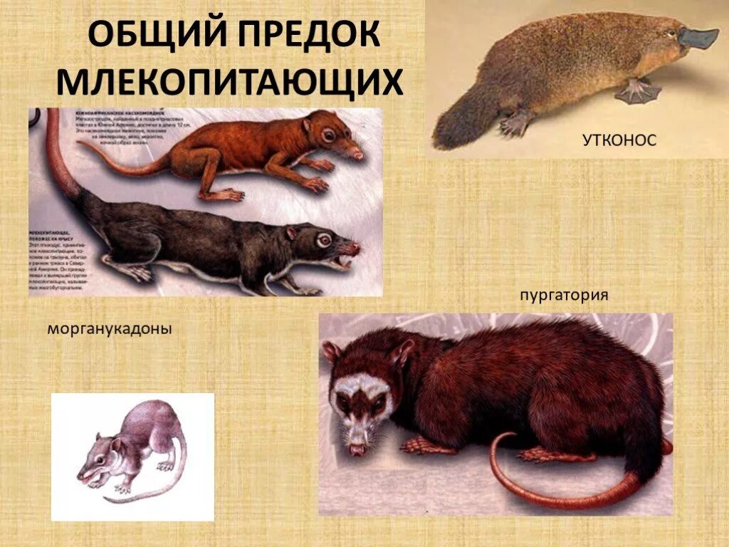 Предки млекопитающих животных. Предки млекопитающих. общий предок млекопитающих. происхождениелекопитающих. первые млекопитающие.