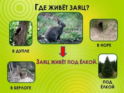 В каких лесах обитают зайцы