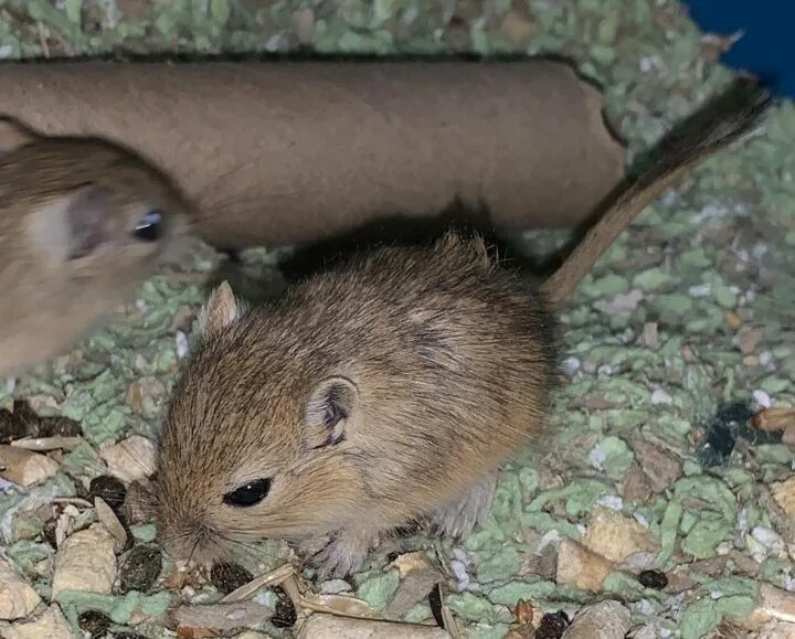 Монгольские песчанки агути. Песчанка чизмана. Песчанка королевская. Монгольская песчанка фото. Тушканчик песчанка.