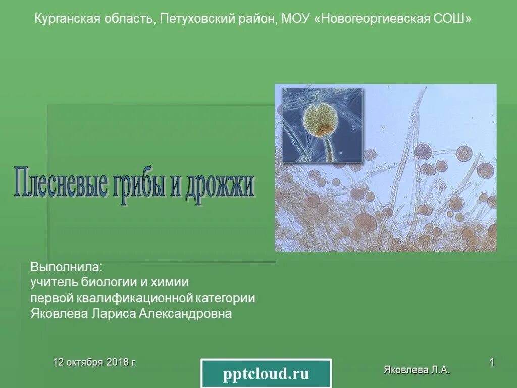 Презентация плесневые грибы 7 класс биология. Плесневые грибы. Плесневые грибы презентация. Плесневелые грибы и дрожжи. Плесневые грибы дрожжи презентация.