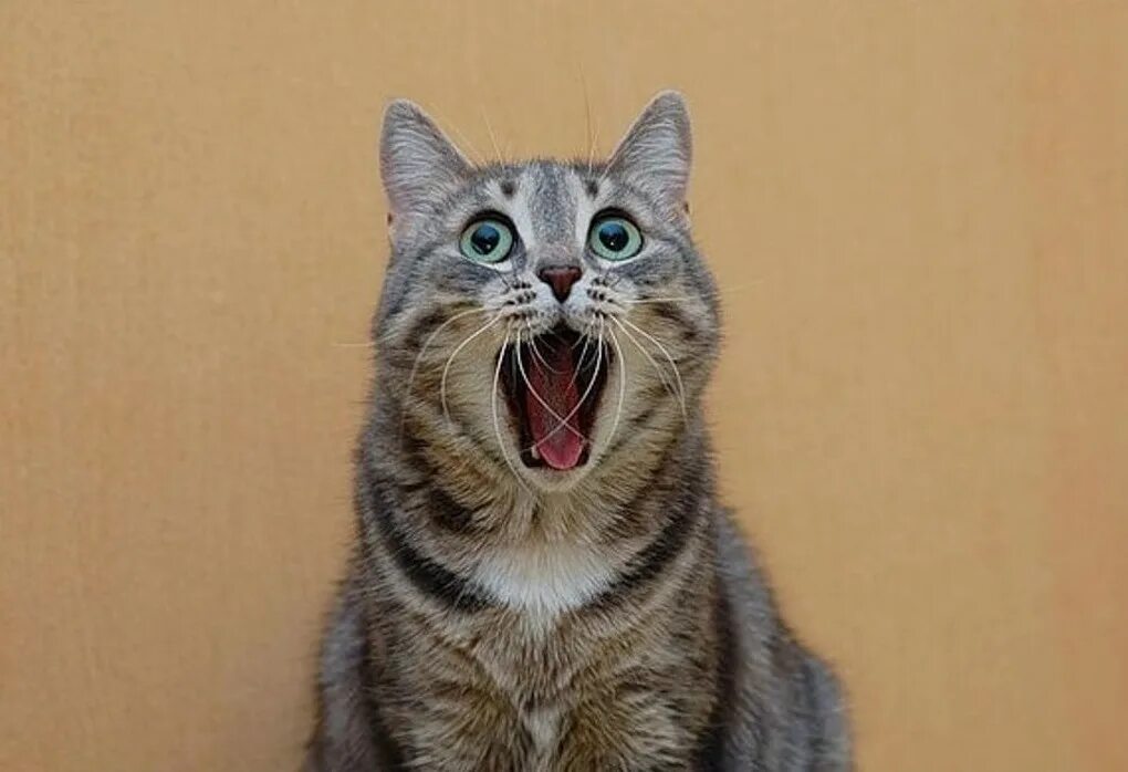 Удивление прикольные. Удивленный кот. Кот в шоке. Испуганный кот. Коты удивление.
