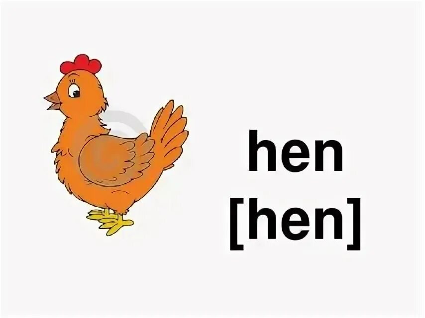 Hen транскрипция. Курица на английском. Что такое на английском языке Hen. Курица по английскому языку. Карточка курица на английском.