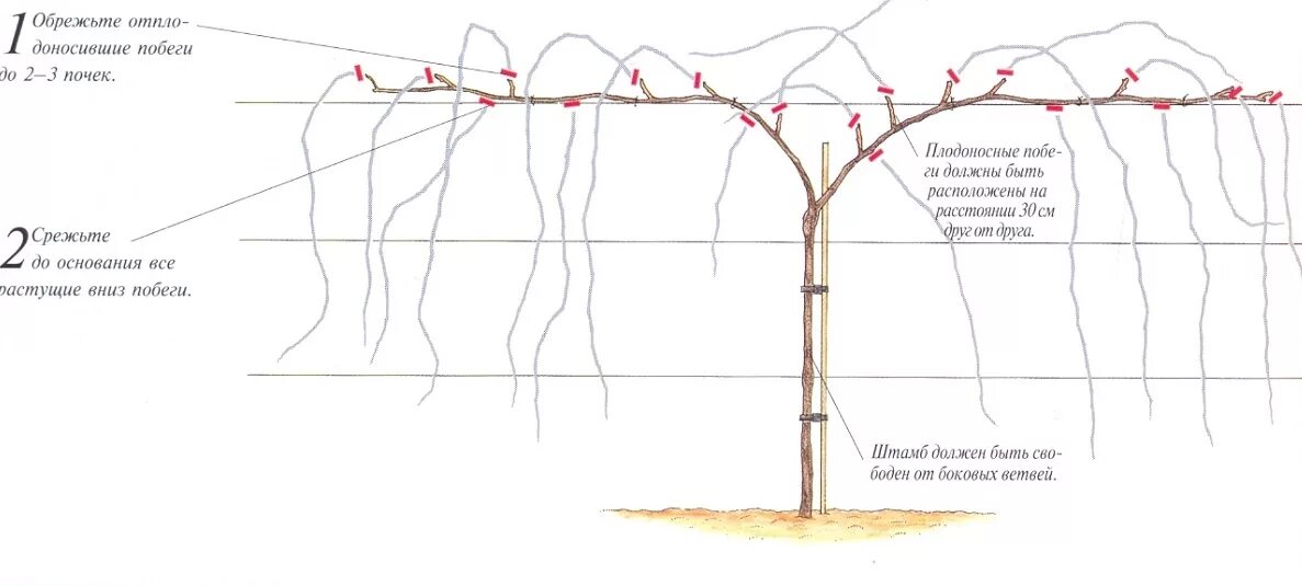 Правильная формировка куста винограда. Формировка кустов винограда. Виноград куст схема посадки. Актинидия обрезка осенью схема. Весенняя обрезка винограда в средней полосе