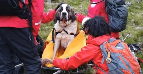 St. Bernard Dog Rescued on Highest Mountain in England - Health Crash.