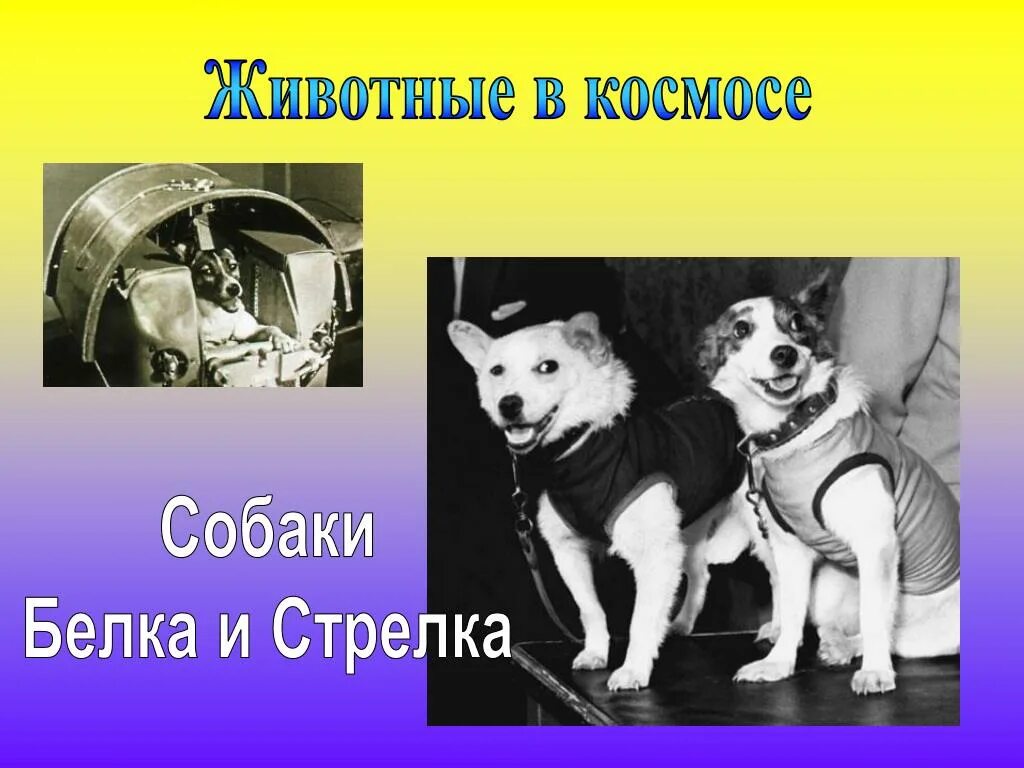 Картинка белка и стрелка в космосе. Животные в космосе для детей. Белка и стрелка. Животные в космосе белка и стрелка. Животные в космосе для детей дошкольного возраста.