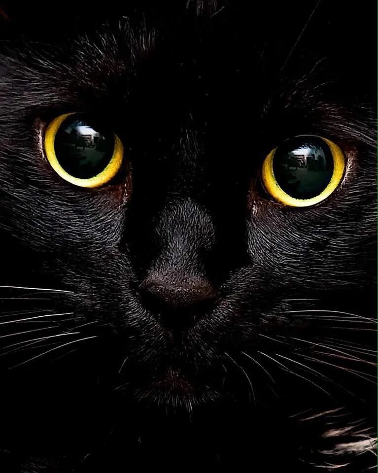 Black cat eye. Чёрный кот. Черный Кок. Черные коты. Кот с черными глазами.