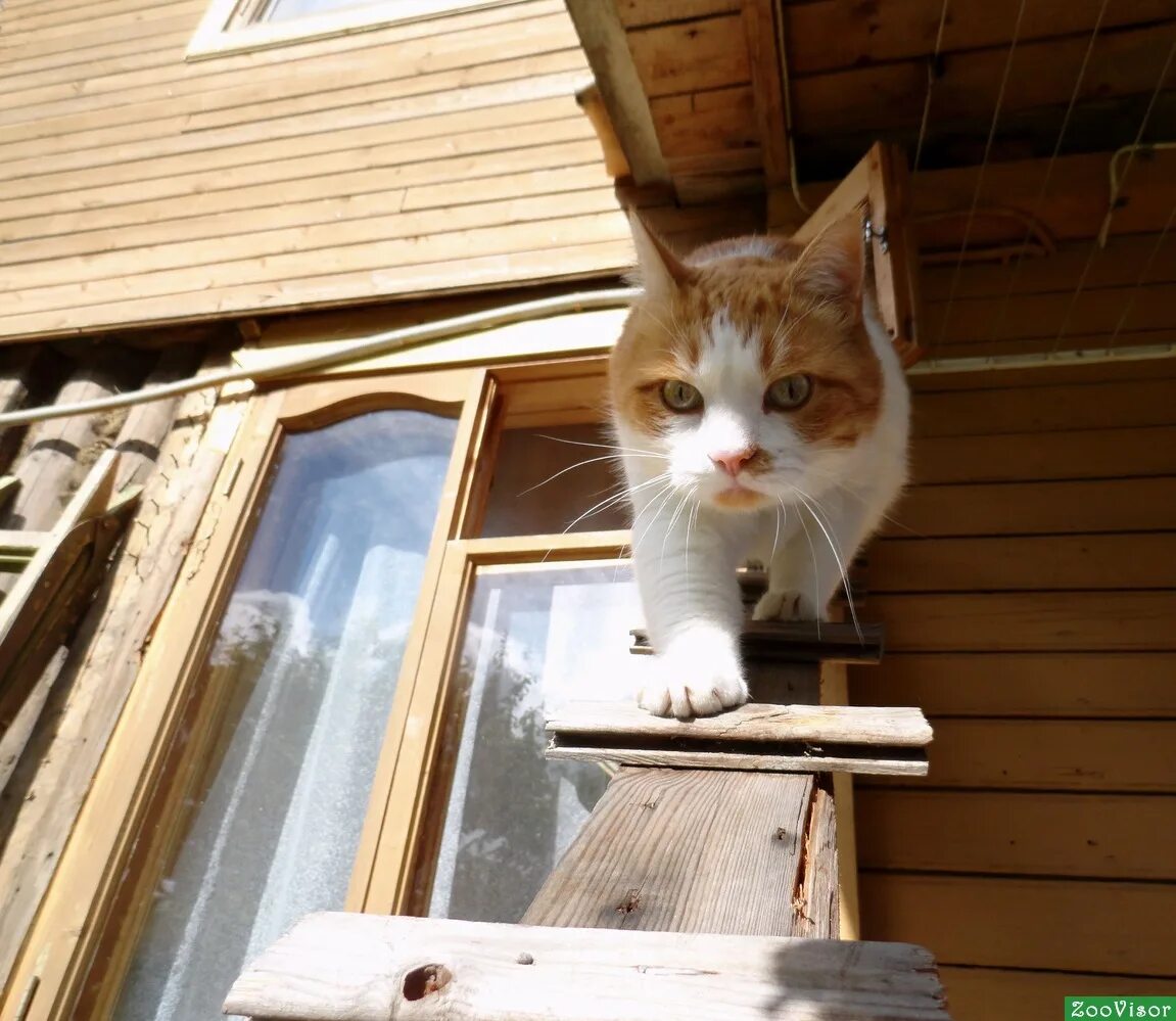 На крылечке кот впр. Кот на крыльце картинка. кот на катане на окне. кот на крыльце дома фото. для прогулок на окно.