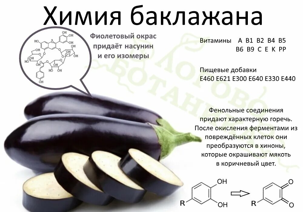 Баклажаны можно есть сырыми. Сырой баклажан. Химия баклажана. Баклажан витамины. Баклажан темный внутри.