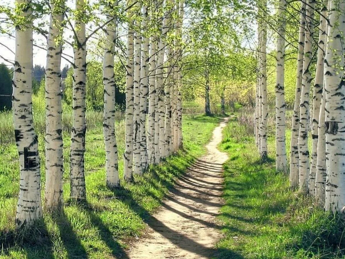 Березка бор. Березовая роща Томск. Березовая роща Брянск. Берёзовая роща Орехово-Зуево. Берёзовая роща Курск.