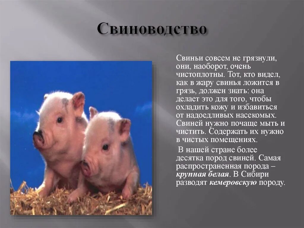 Проект по окружающему миру 4 класс животноводство Проект наши сельскохозяйственные животные 7 класс