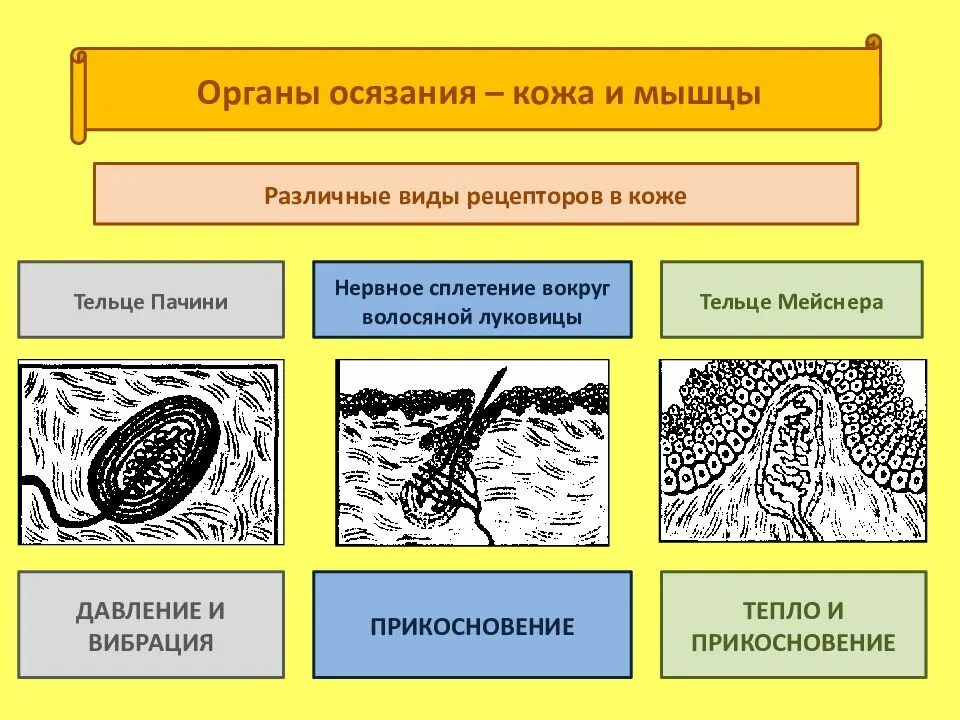Функции органа осязания. Функции органа осязания