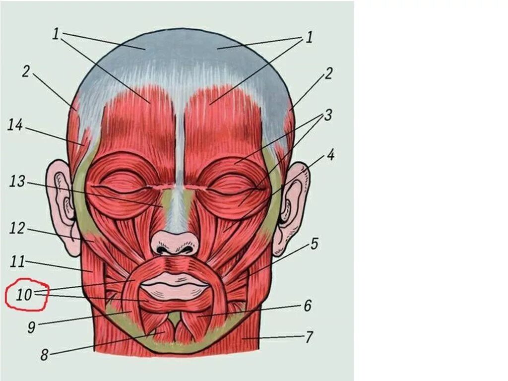 Лицо часть головы человека. Мимические мышцы лица анатомия. Мимические мышцы головы анатомия. Мимические мышцы лица вид спереди. Мимические мышцы лица и жевательные мышцы.