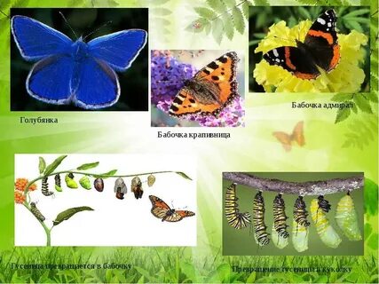 2 название бабочек