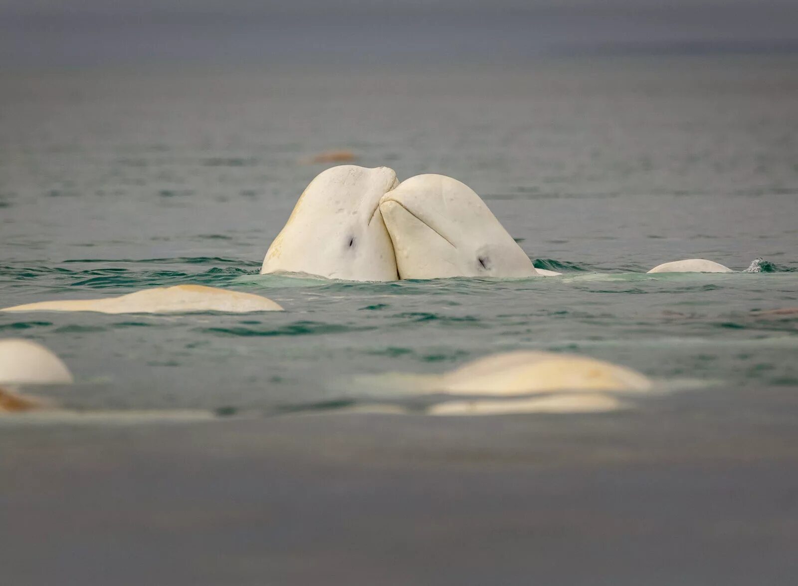 К какой группе океана относится белуха. Море Лаптевых Белуха. Кит Белуха. Белуха в Арктике. Дельфин Белуха.