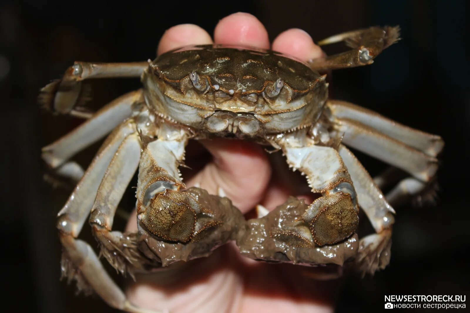 Крабы спариваются. Крабы брачный период. Самка краба. Пресноводный краб. Самка камчатского краба.