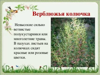 Верблюжья колючка прилагательное