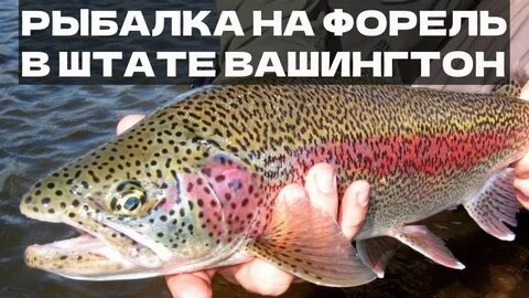 Форель рыба большая