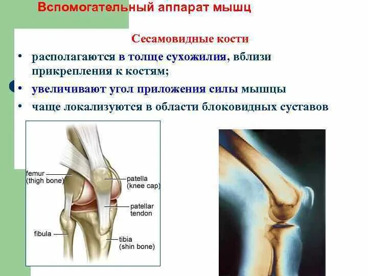 Усиленные суставы. Сесамовидные кости локтевого сустава. Сесамовидные кости коленного сустава. Блоки мышц сесамовидной кости. Сесамовидная кость коленного сустава.