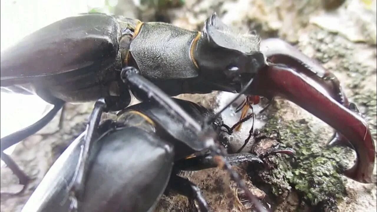 Жук Рогач самец. Жук Рогач самка. Жук олень самка и самец. Самка жука оленя.