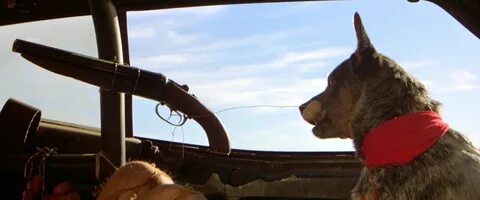 Mad max собака