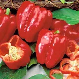 Good pepper