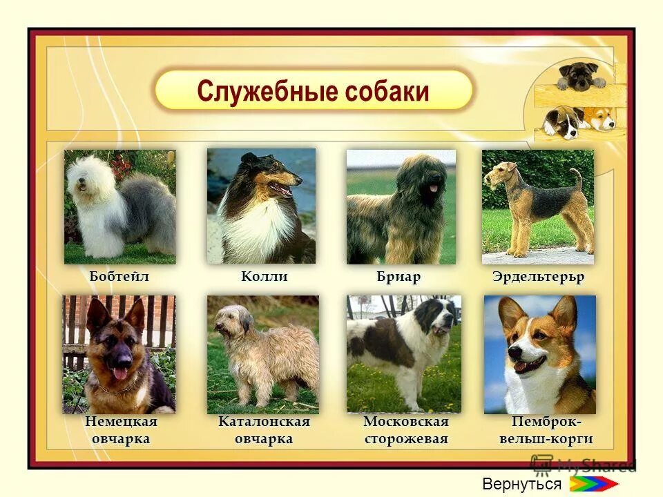 Служебные животные 2 класс. Служебные собаки названия. разновидность служебных собак. породы собак служебные породы. служебные породы собак названия.