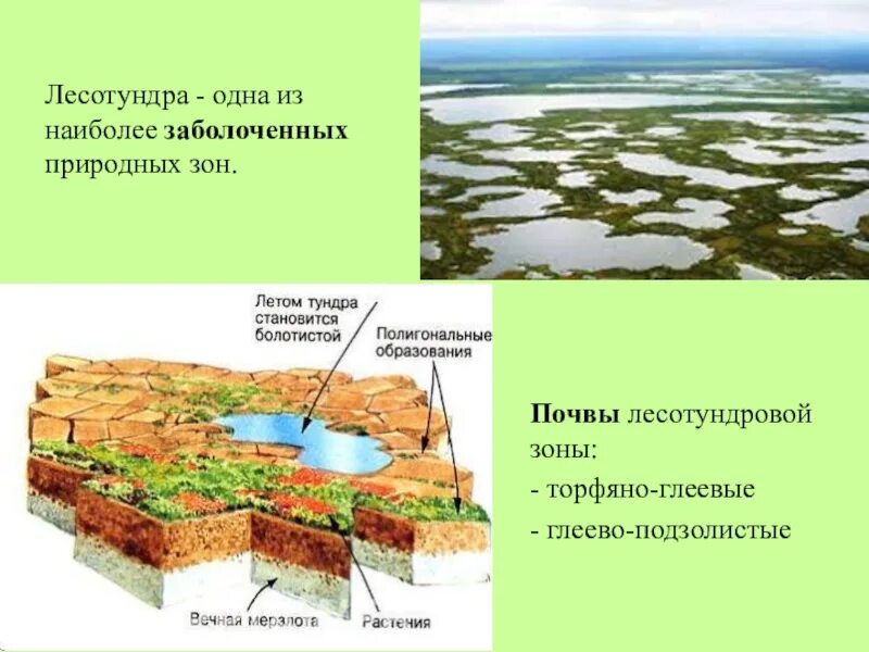 Тундрово глеевые какая природная зона. Лесотундра Тип почвы. Почвы тундры и лесотундры. Тип почвы лесотундры в России. Почвы характерные лесотундры.