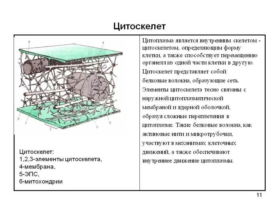 Строение цитоскелета в эукариотической клетке. Строение компонентов цитоскелета. Структура цитоскелета клетки. Цитоскелет строение и функции 10 класс. Цитоскелет клетки какой органоид