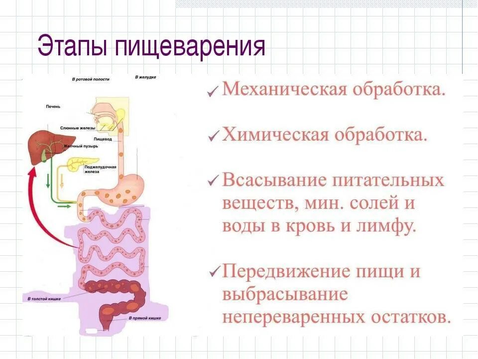 Изменение пищи в пищеварительной системе. Пищеварительная система человека переваривание пищи. Система органов пищеварения биология 8. Этапы пищеварительной системы. Система пищеварения схема.