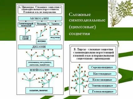 В ходе какого процесса появилось соцветие