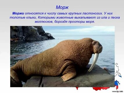 Сколько моржа