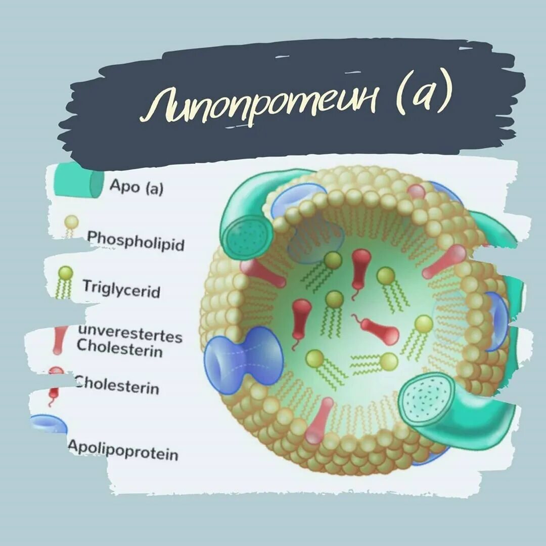 Липопротеины крови. Липопротеинов крови. Липопротеина а. Строение частицы липопротеина.