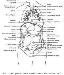 Внутреннее ч