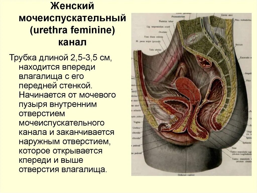 Особенности строения мочеиспускательного канала. Мочеиспускательный канал у мужчин строение анатомия. Топография мочеиспускательного канала у женщин. Женская уретра анатомия строение. Женский мочеиспускательный канал анатомия строение.