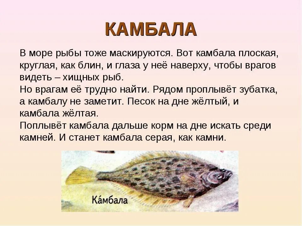 Камбала описание рыбы. Морская камбала описание. Доклад про рыбу камбала. Рассказ о рыбе.