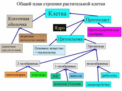 План строения растительной клетки