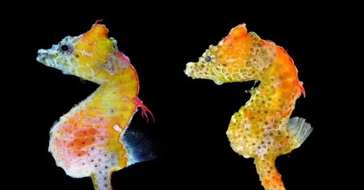 Длиннорылый европейский морской конек hippocampus hippocampus. Год морских коньков. Черноморский морской конек. Морской конек (hippocampus hippocampus). Покажи морского коня.