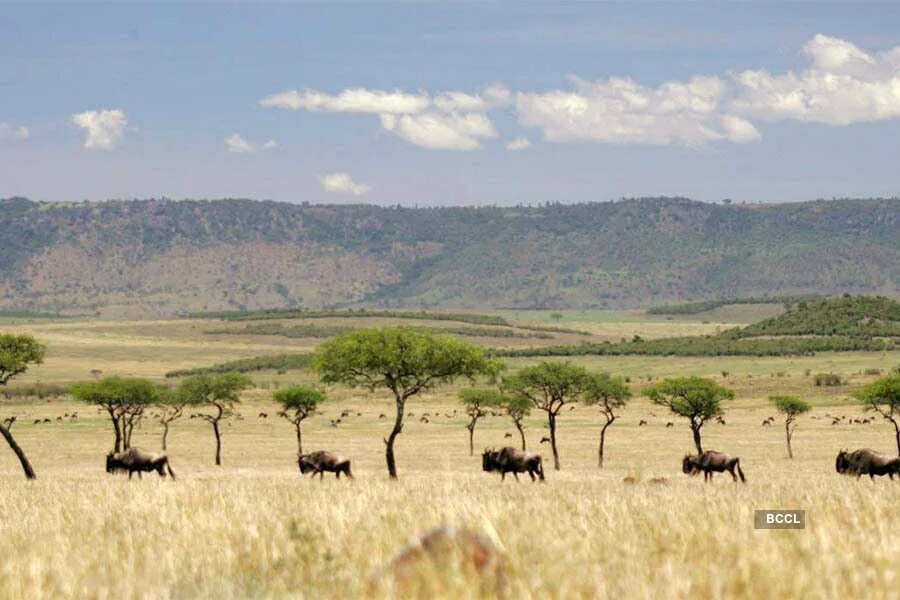 Саванной восточной африки. Национальный парк Ньика Малави. Кения Саванна. Восточная Африка Кения.