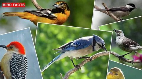 Knowing bird