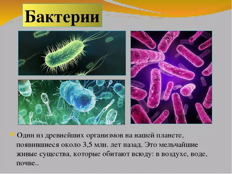 Где на земле появились первые живые организмы. Бактерии в организме. Бактерии названия. Бактерии это живые существа. Живые организмы микроорганизмы.