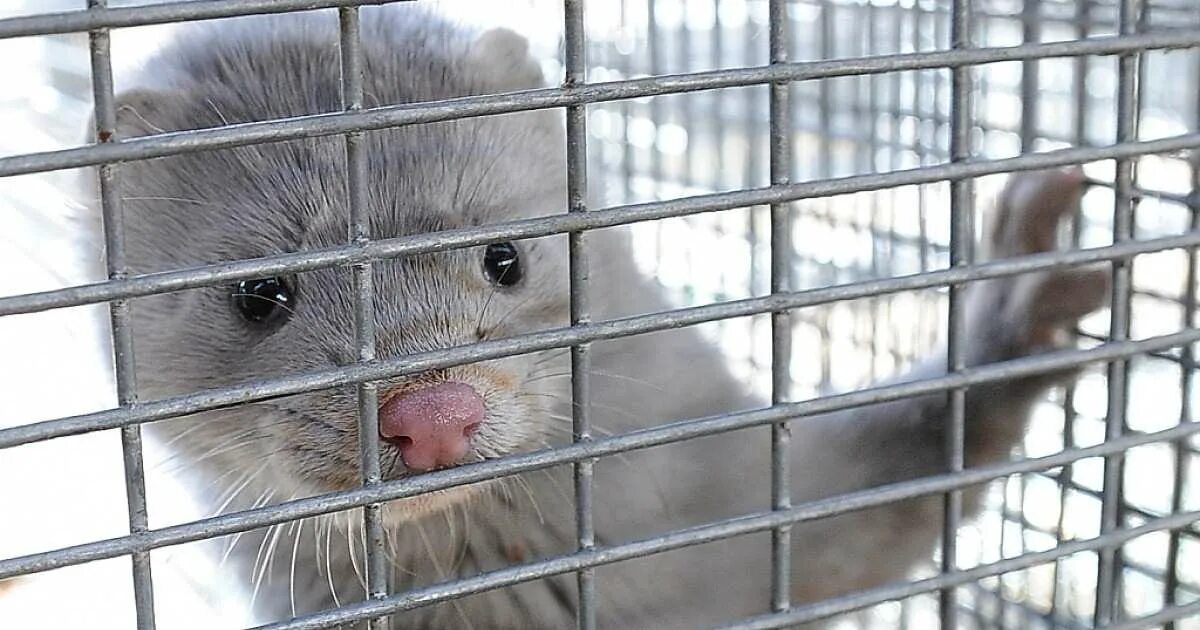 Норковая звероферма в дании. Норковая ферма. Соболь звероводство. Зверохозяйство мелковское. Разведение пушных зверей.