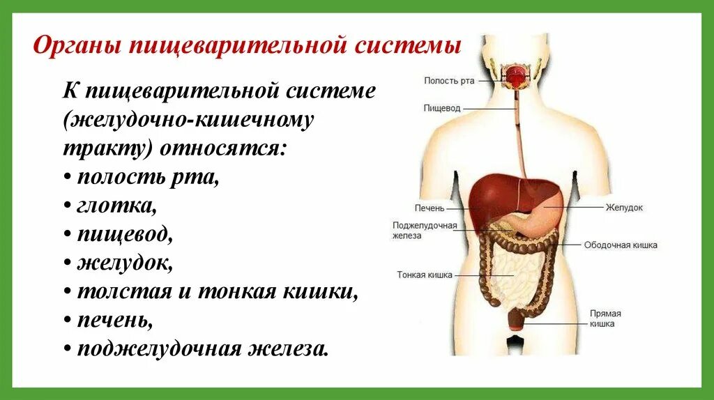 Печень относится к системе органов. Уровни организации пищеварительной системы человека по порядку. Строение пищеварительной системы человека. К пищеварительному тракту относят. Органы которые относятся к пищеварительной системе.